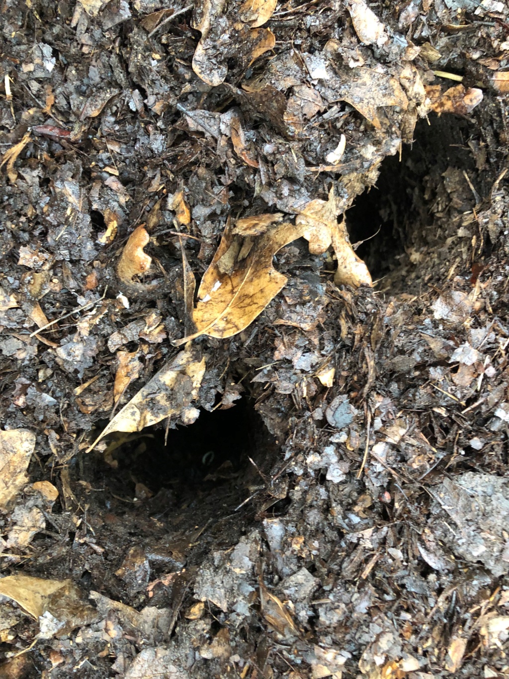 The SFG Journey-Johnson Su Bioreactor for composting, No turning 1st_co11