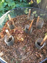 The SFG Journey-Johnson Su Bioreactor for composting, No turning - Page 2 Dog_me10