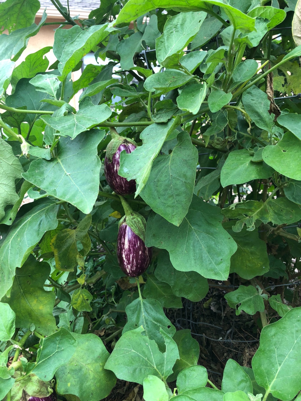 eggplant - SFG Journey:Eggplant and heat Img_0041