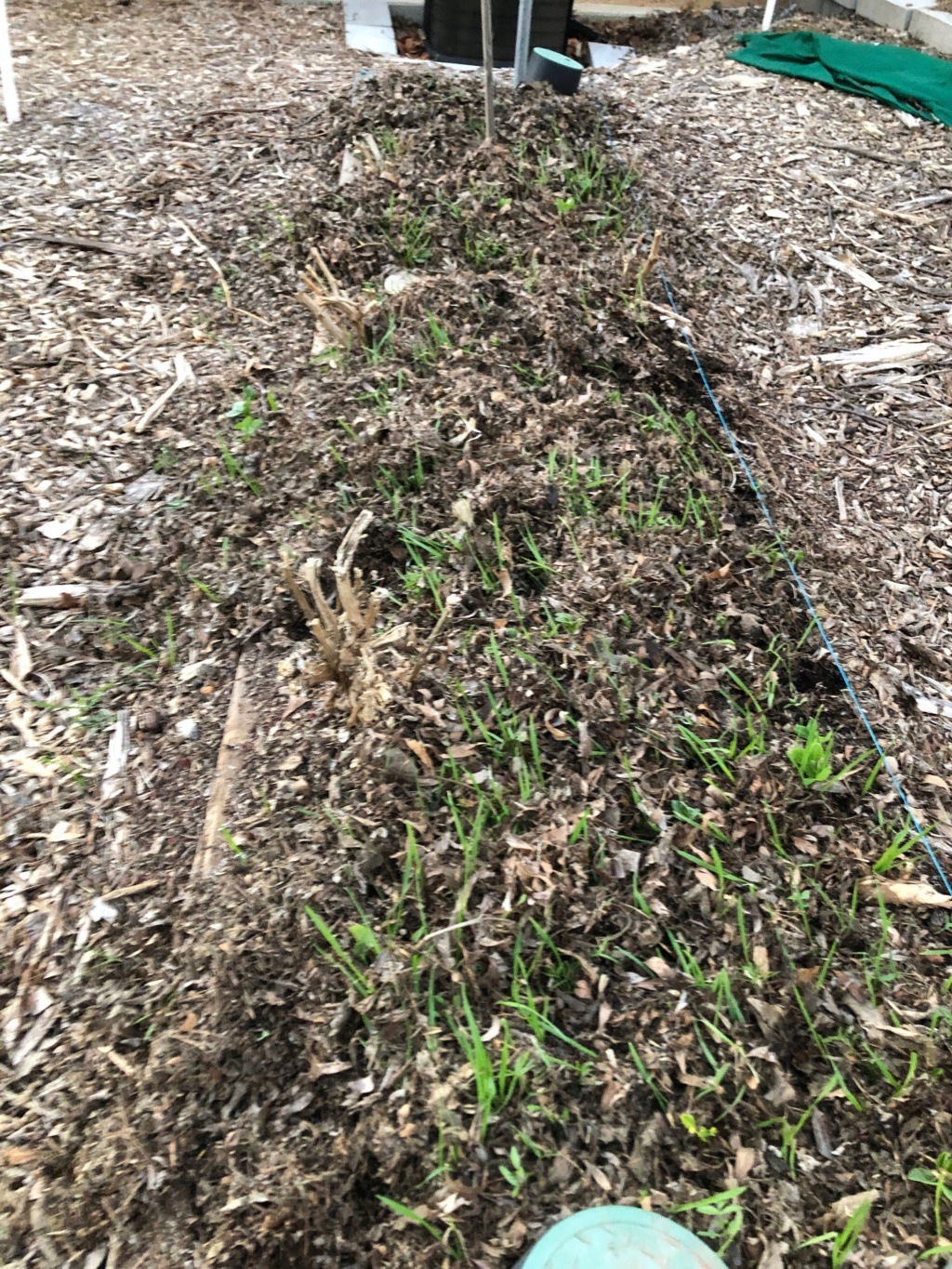 leaf mold - Leaf Mold vs. Compost  Img_0210