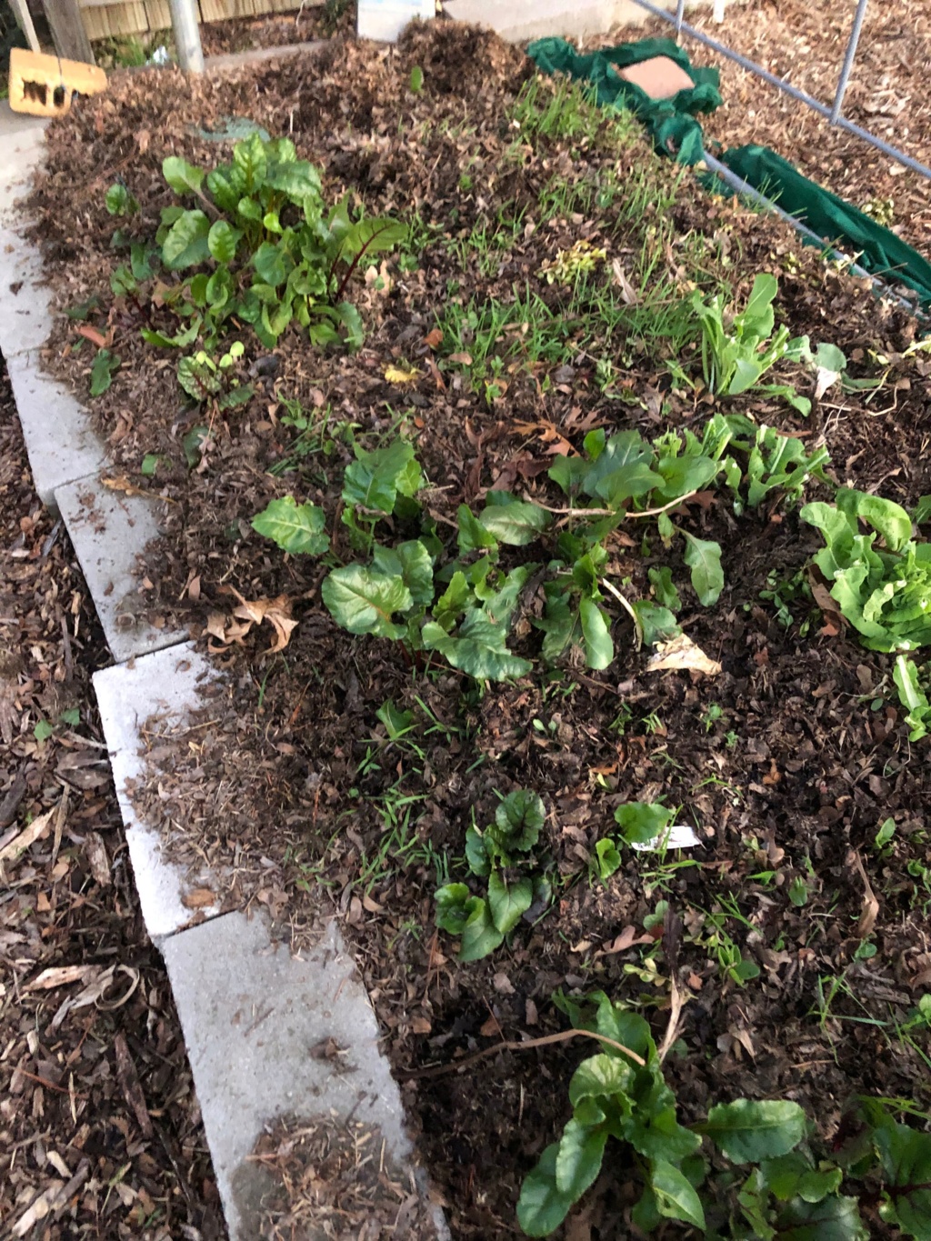 Leaf Mold vs. Compost Img_0213