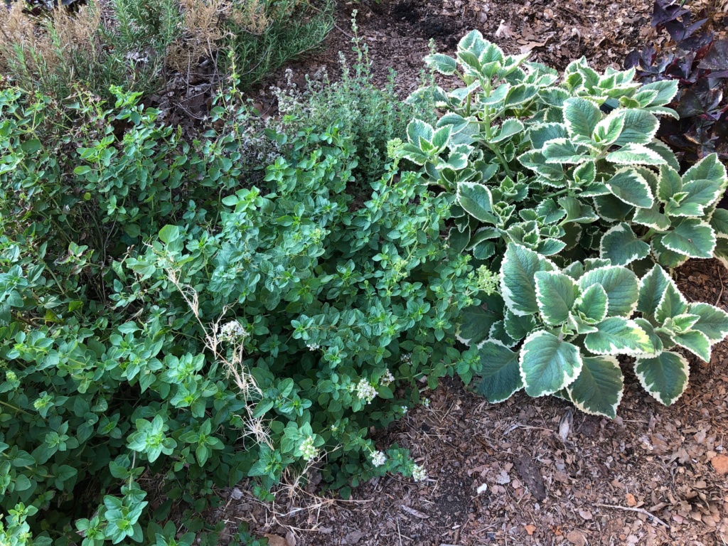 my SFG journey-herbs Img_0718