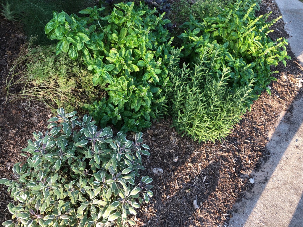 my SFG journey-herbs Img_0720