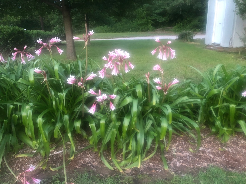 why crinum lillies turning yellow, temp 95 degrees 7/29/21 Img_2510