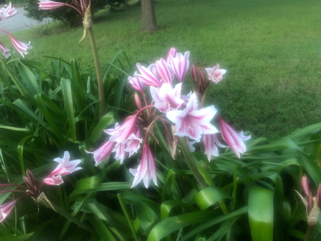 why crinum lillies turning yellow, temp 95 degrees 7/29/21 Img_2511