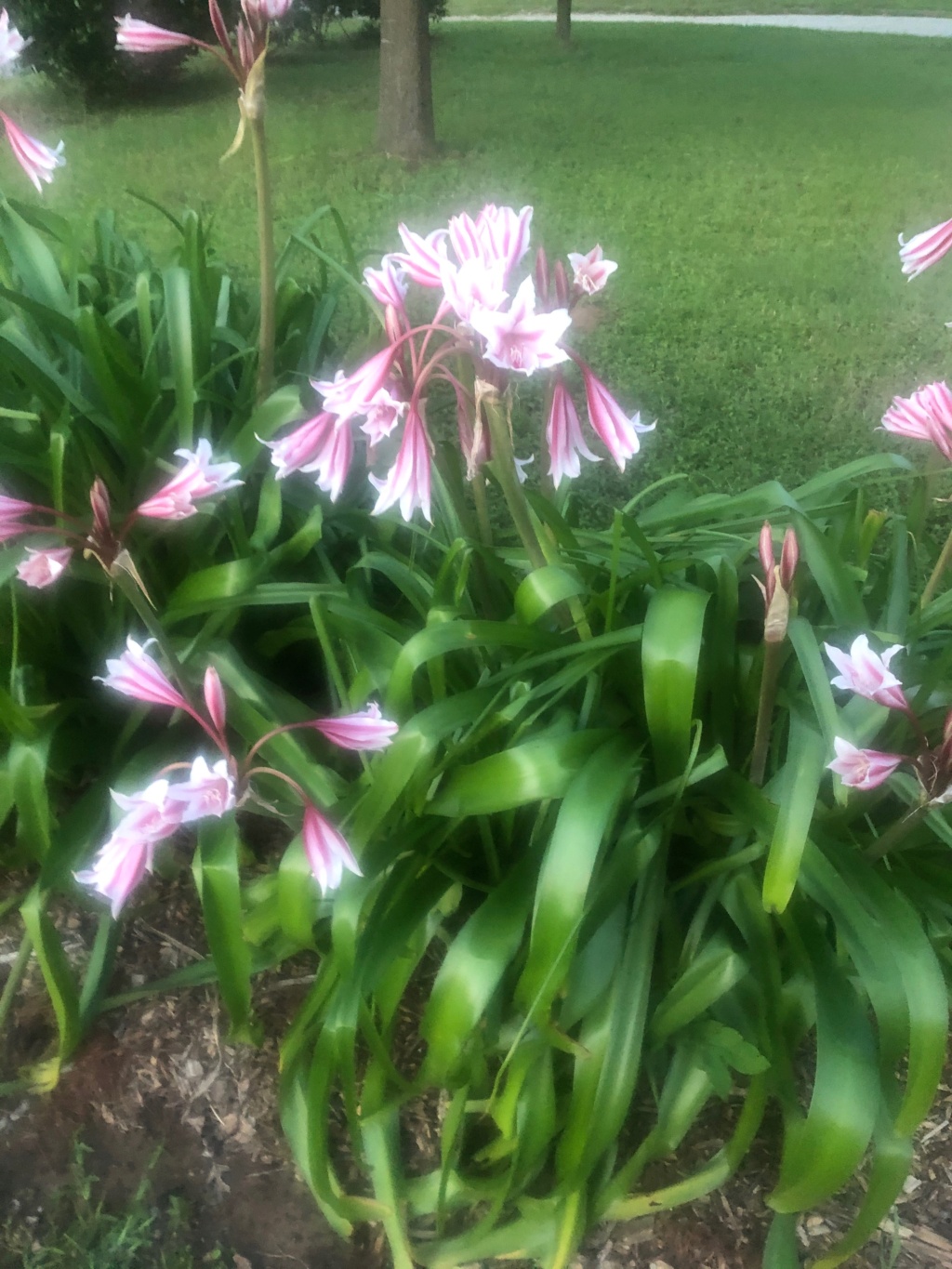 why crinum lillies turning yellow, temp 95 degrees 7/29/21 Img_2512