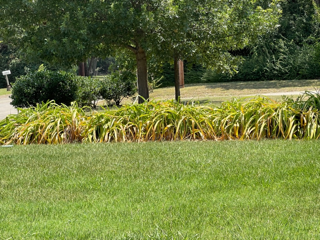 why crinum lillies turning yellow, temp 95 degrees 7/29/21 Img_3110
