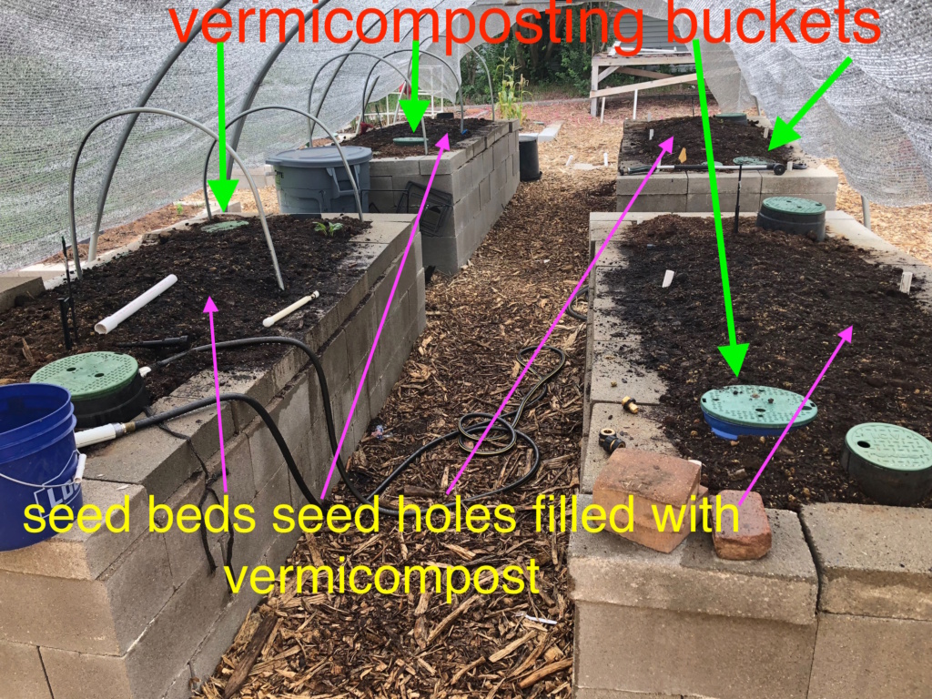 The SFG journey-vermicomposting the seed bed Raised10
