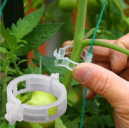 My SFG journey- using hanging clips on cucumber and tomatoes Tomato14