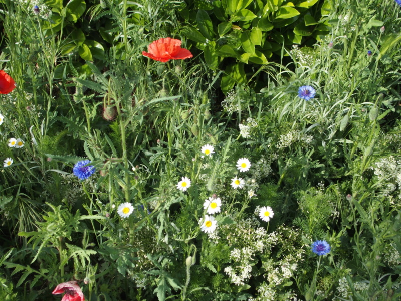 Concours du moi de mai 2020 "TRICOLORE" P5054713
