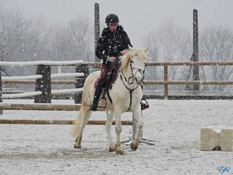 Cheval Blanc Sous La Neige Portrait
