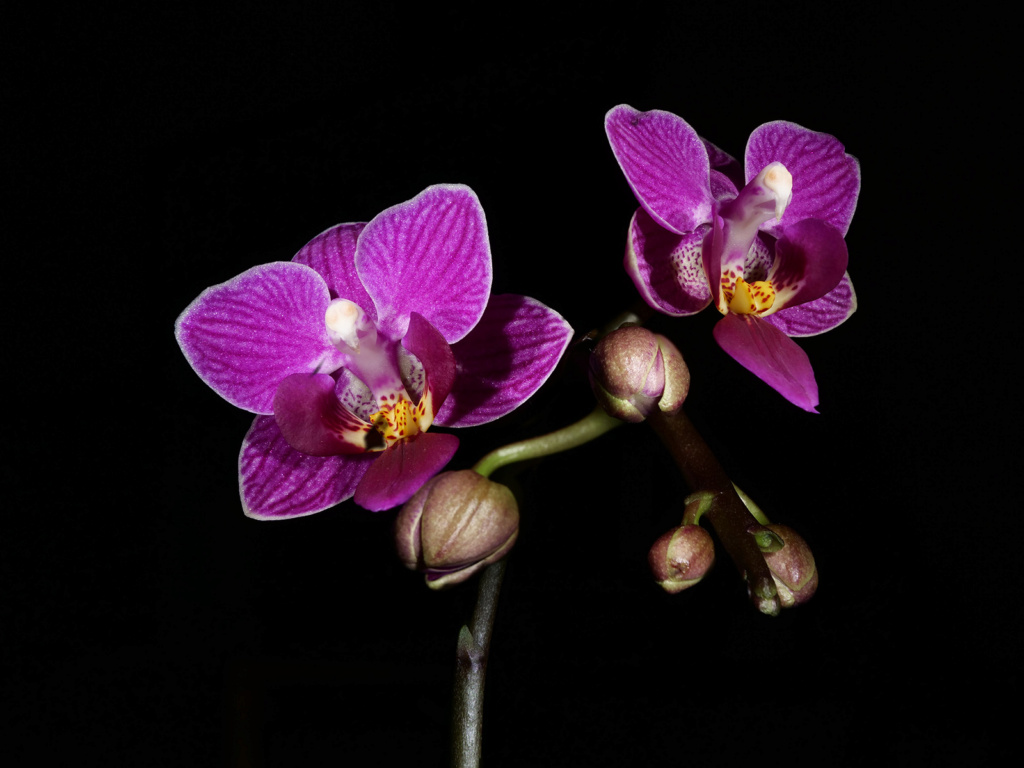 orchidée Orchid10