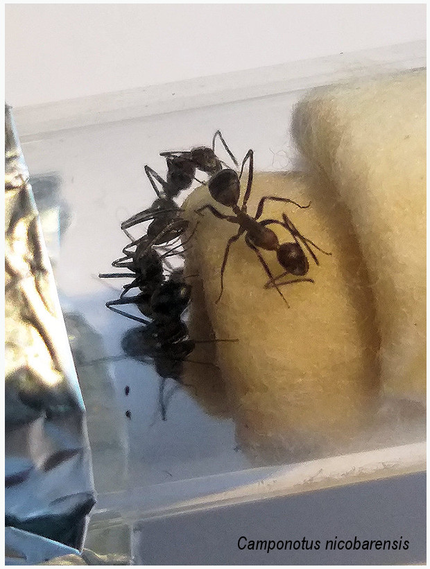 Camponotus nicobarensis Campon15