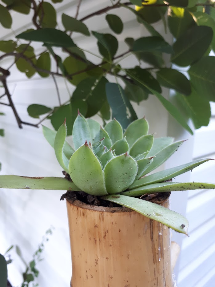 Les jardins suspendus de Coxinelle 20180190