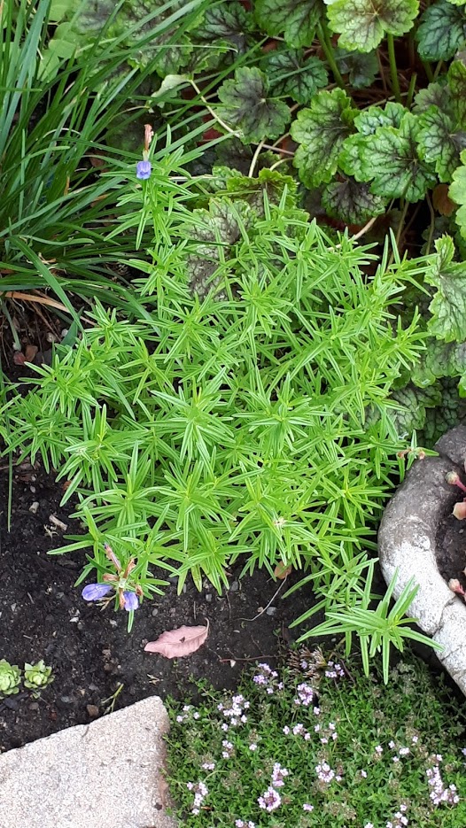 Juillet en douce chez Coxi... - Page 5 20190601