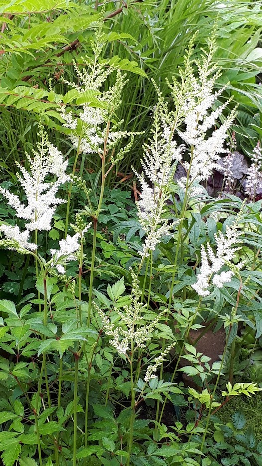 Juillet en douce chez Coxi... - Page 5 20190603