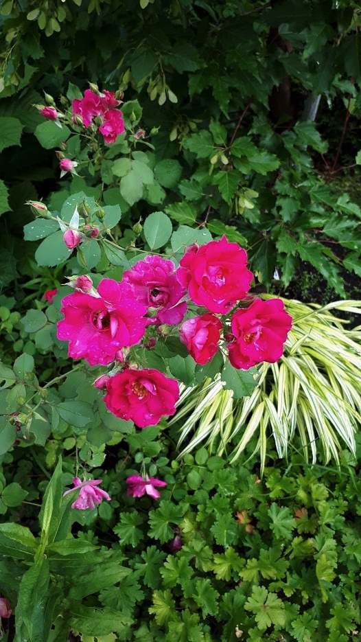 Juillet en douce chez Coxi... - Page 5 20190604
