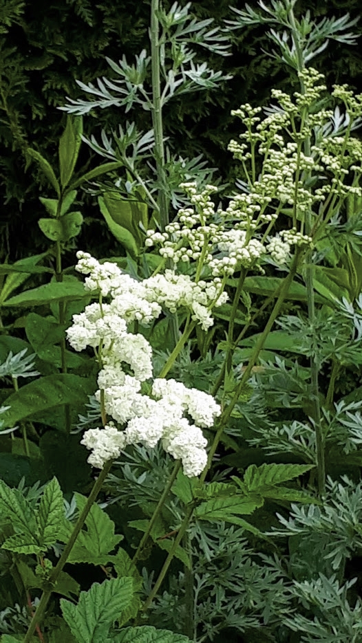 Juillet en douce chez Coxi... - Page 5 20190609