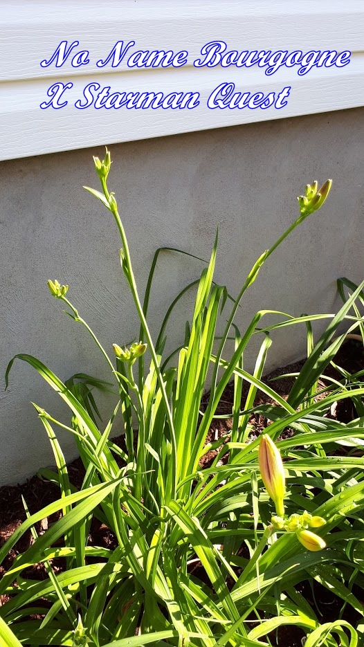 Juillet en douce chez Coxi... - Page 5 20190709