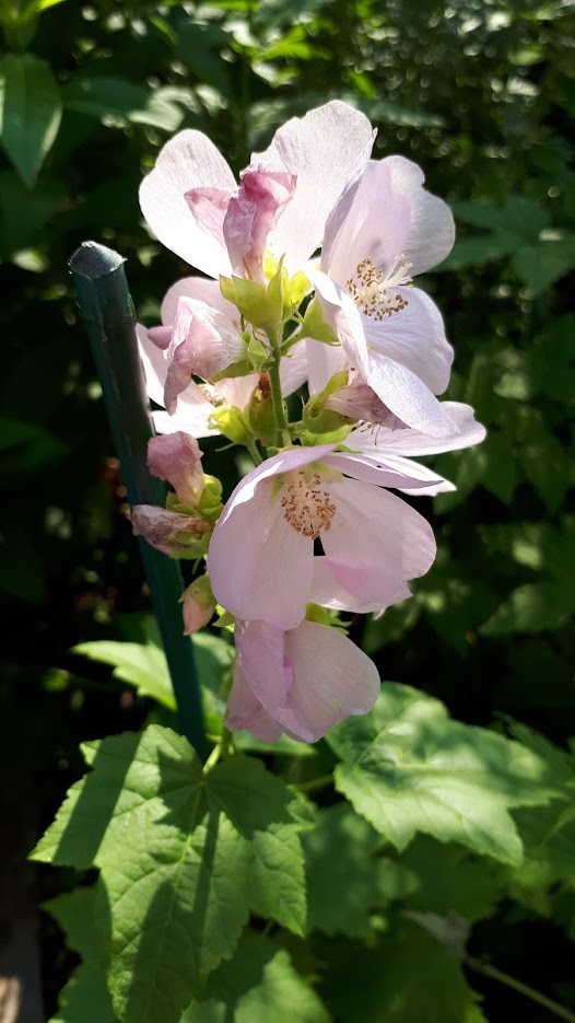 Juillet en douce chez Coxi... - Page 5 20190805