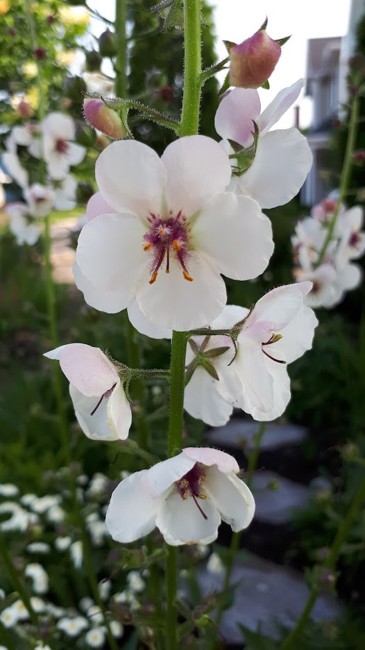 Juillet en douce chez Coxi... - Page 5 20190811