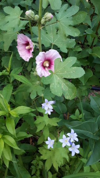 Juillet en douce chez Coxi... - Page 7 20190850
