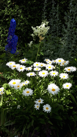 Juillet en douce chez Coxi... - Page 7 20190873