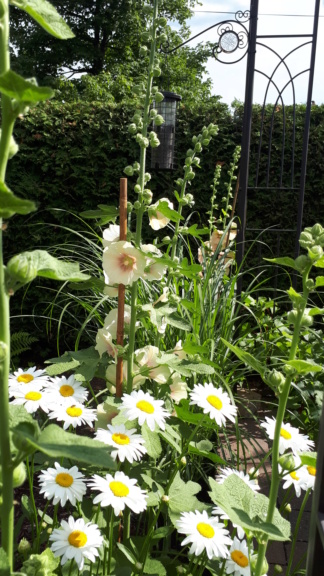 Juillet en douce chez Coxi... - Page 7 20190877