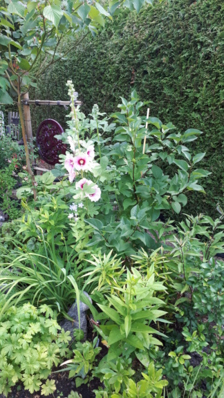 Juillet en douce chez Coxi... - Page 7 20190892