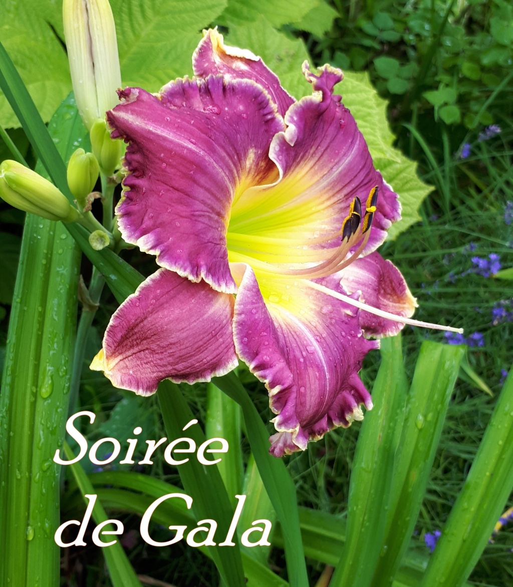 Juillet en douce chez Coxi... - Page 9 20190969