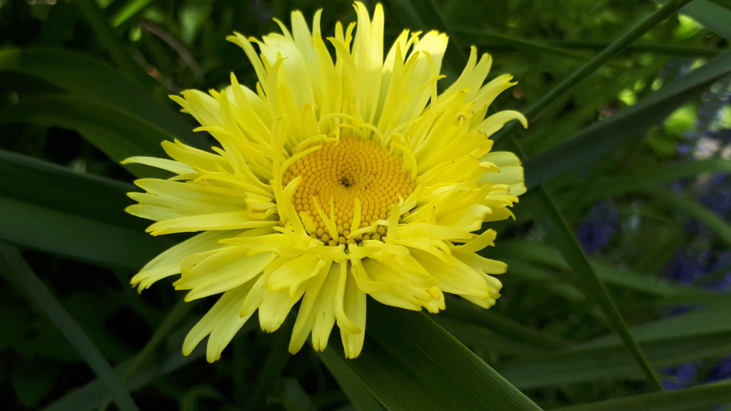 Août et Septembre déjà au jardin - Page 2 20191035