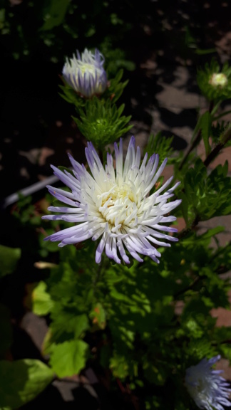 Août et Septembre déjà au jardin - Page 2 20191052