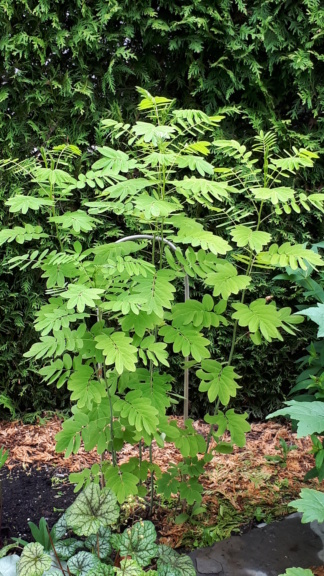Août et Septembre déjà au jardin - Page 2 20191054