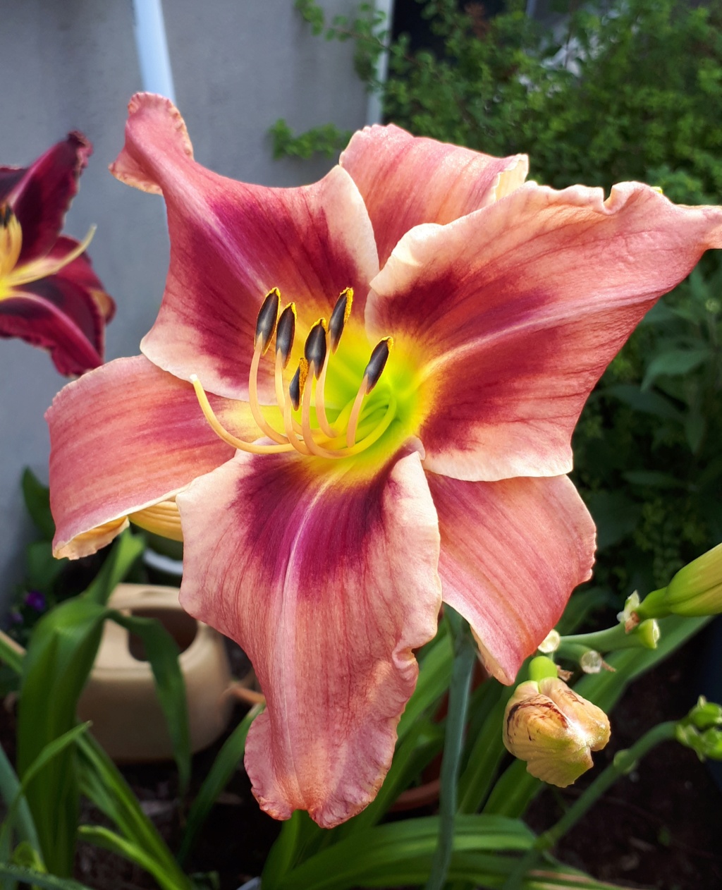 Août et Septembre déjà au jardin - Page 2 20191060