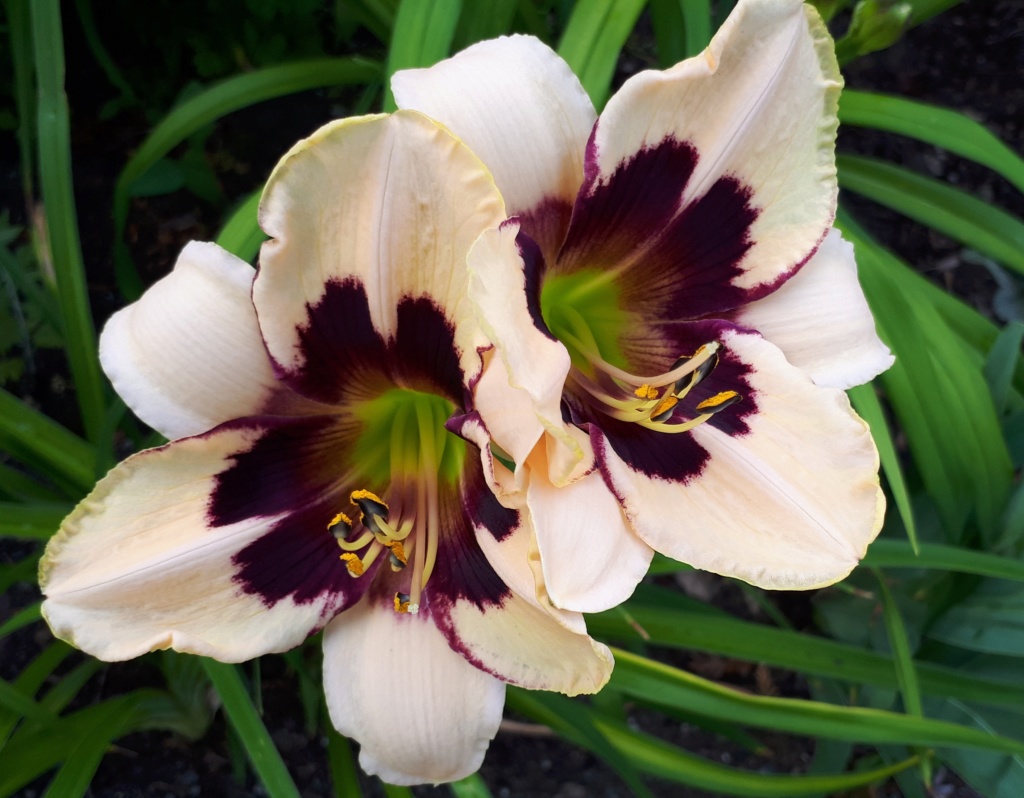 Août et Septembre déjà au jardin - Page 2 20191065