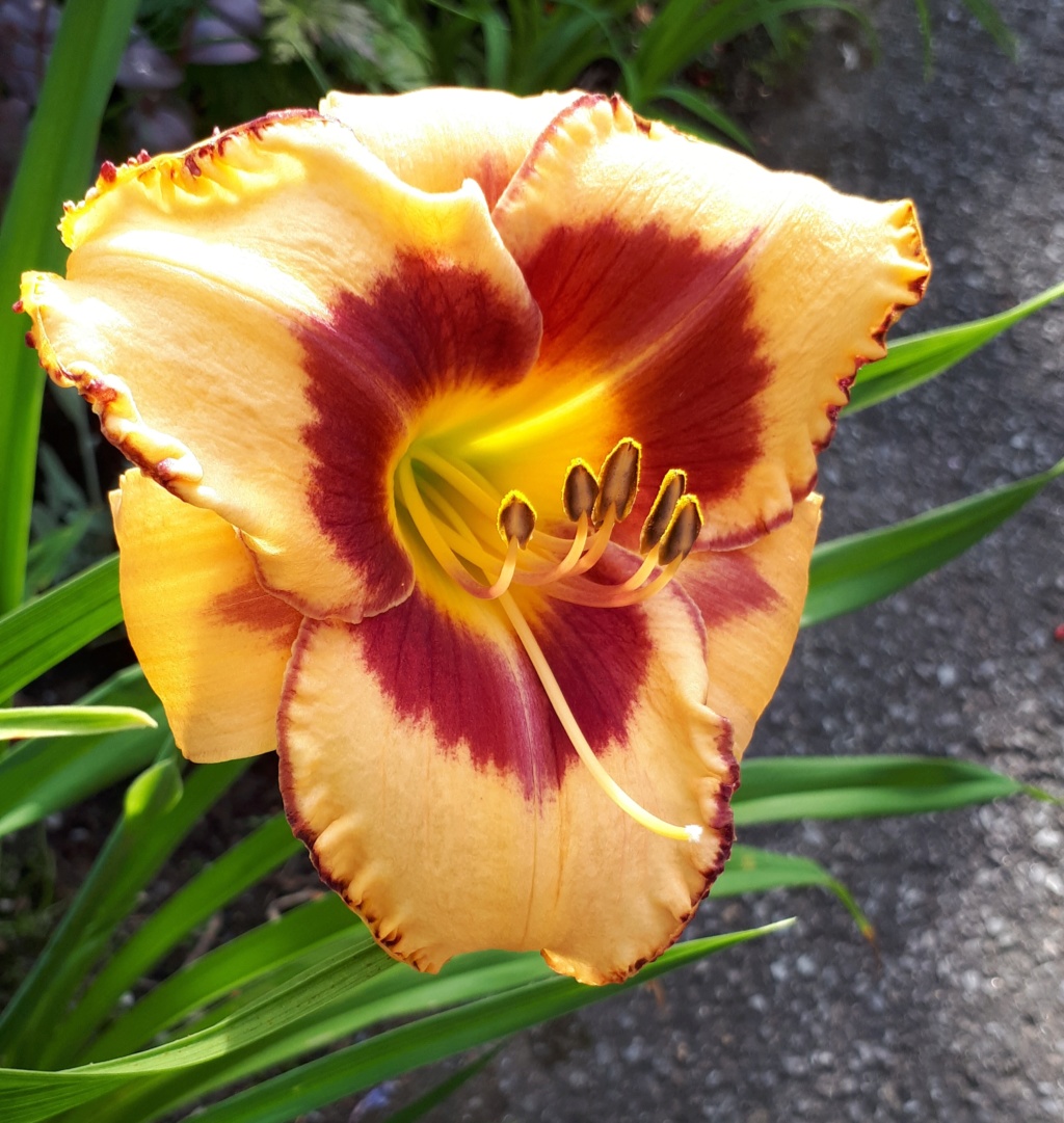 Août et Septembre déjà au jardin - Page 2 20191066
