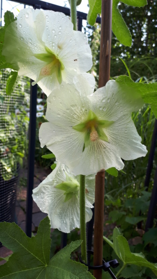 Août et Septembre déjà au jardin - Page 2 20191070
