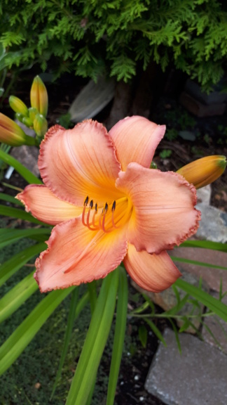 Août et Septembre déjà au jardin - Page 2 20191073