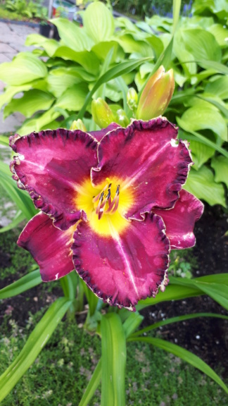 Août et Septembre déjà au jardin - Page 2 20191074