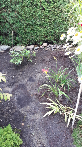 Août et Septembre déjà au jardin - Page 2 20191075