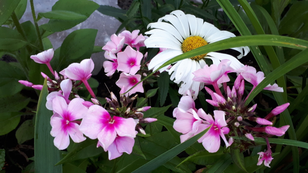 Août et Septembre déjà au jardin - Page 2 20191079