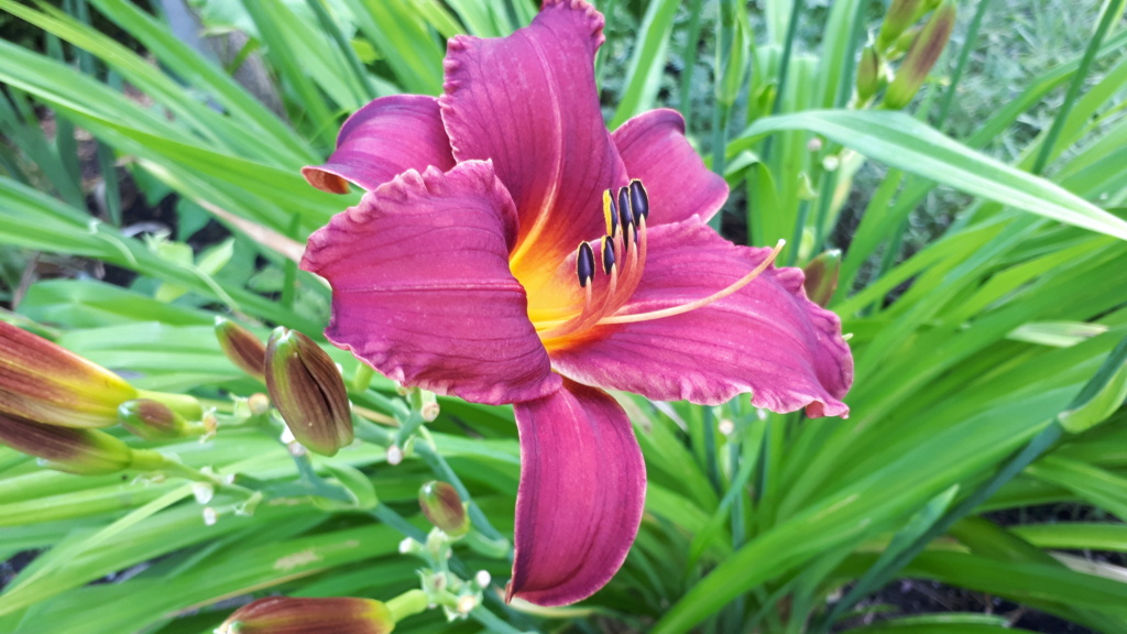 Août et Septembre déjà au jardin - Page 2 20191081