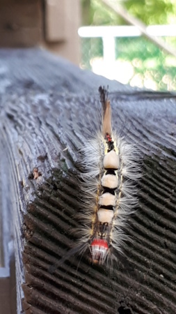 Orgya Antiqua Chenille Brosse à dents 20191106