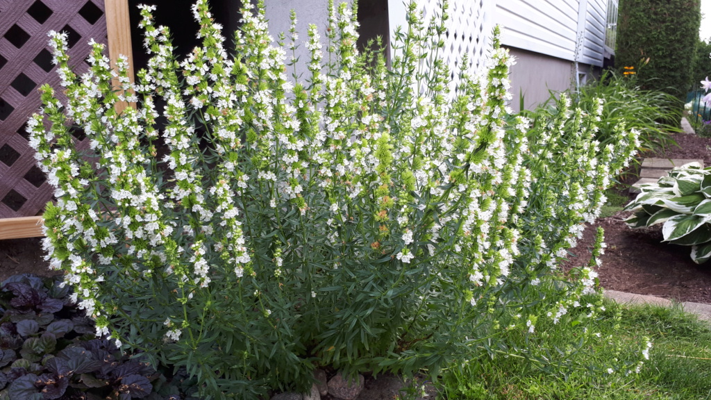 Août et Septembre déjà au jardin - Page 3 20191131