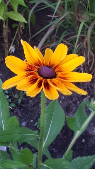 Août et Septembre déjà au jardin - Page 3 20191150