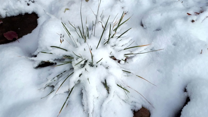 Mon jardin d'hiver... 20191284