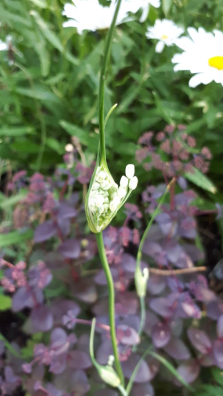 Juillet en douce chez Coxi... - Page 9 Allium11
