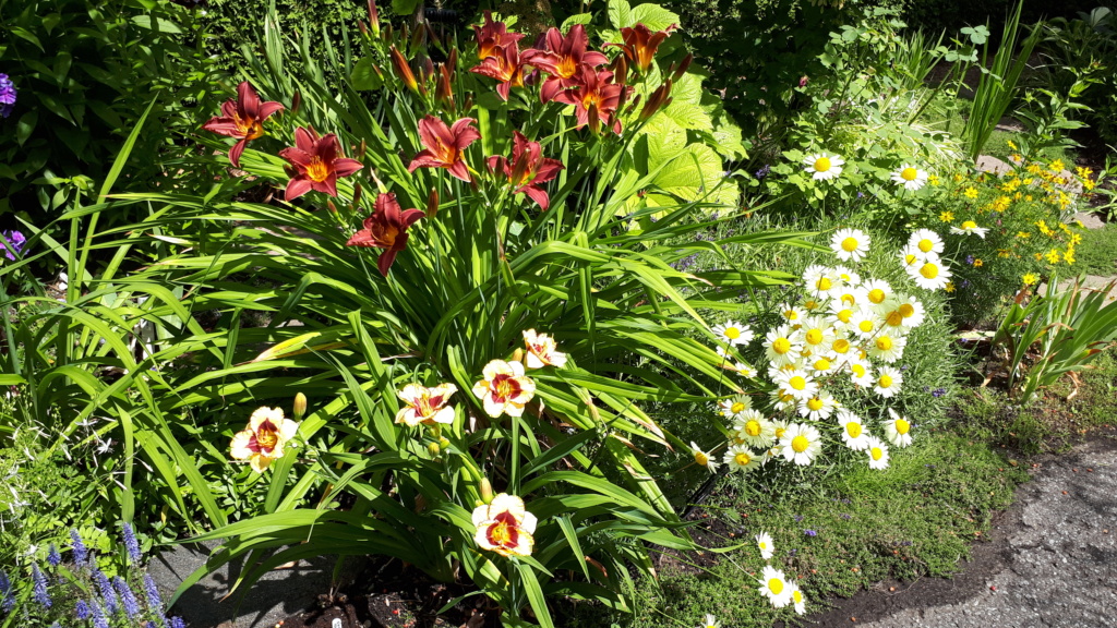 Août et Septembre déjà au jardin - Page 2 Biz_br13