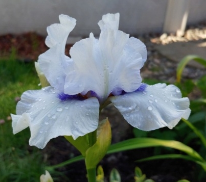 GUIDE D'IDENTIFICATION : les IRIS Code_o10