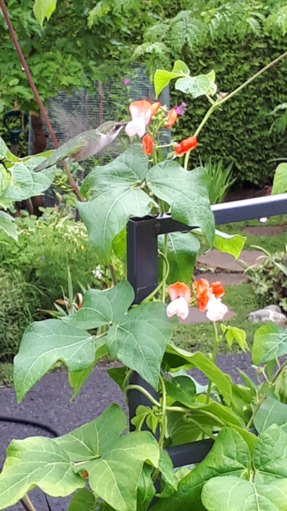 Août et Septembre déjà au jardin - Page 3 Colibr14
